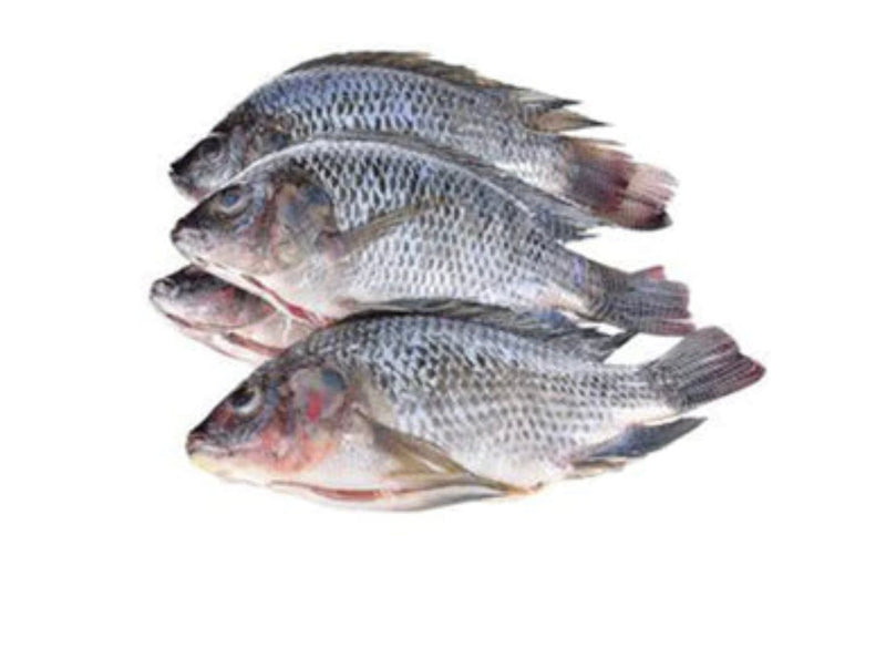 Frozen Tilapia Fish (1 Fish)-Local Delivery Only